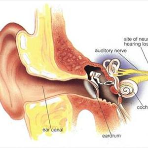 Biloba Tinnitus - Tinnitus Solution - 6 Crucial Home Remedies To Cure Tinnitus Naturally!